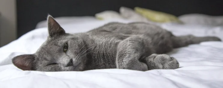 La pelle dei gatti, un mondo da scoprire